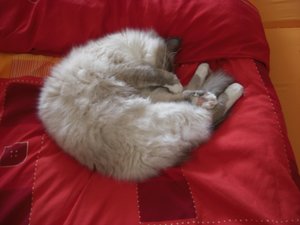 Katzen Juli 2011 002.jpg