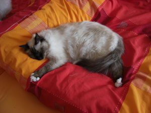 Katzen Juli 2011 005.jpg