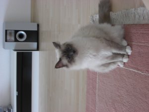 Katzen Juli 2011 007.jpg