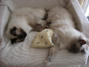 Katzen Juli 2011 017.jpg