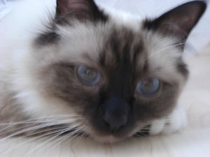 Katzen Juli 2011 018.jpg