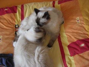 Katzen Juni 2011 004.jpg