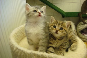 Katze SilverTabby + Kater BrownTabby.JPG