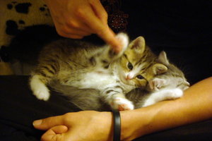 Kathi + Katze SilverTabby.JPG