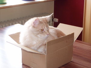 Bailey auch inner engen Box.JPG