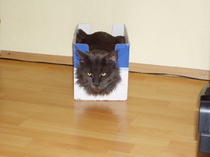 Blue in Milchbox a bissi eng.JPG