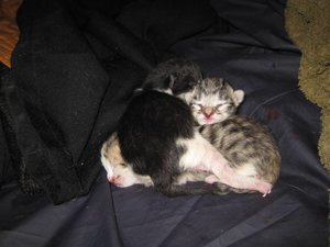 IMG_kitten1.jpg