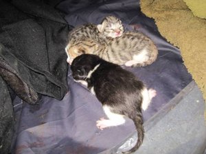 IMG_kitten2.jpg