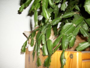 Such den Kater 054.JPG