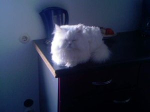 Bow. Müllschrank-penn.JPG