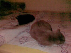 Cashmir u Fenjel aufm Bett.JPG