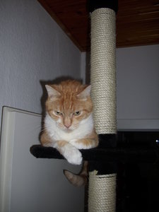 Such den Kater 020.JPG