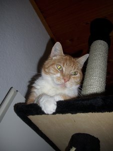 Such den Kater 023.jpg