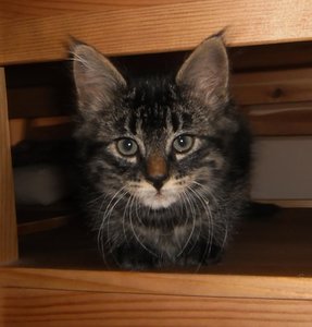 porträt moppel 2.jpg