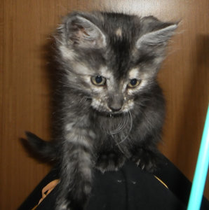 porträt wuschel.jpg