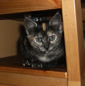 porträt rotfleckchen.jpg