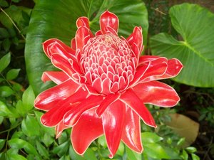 Thailand 2     April 2011 590.jpg