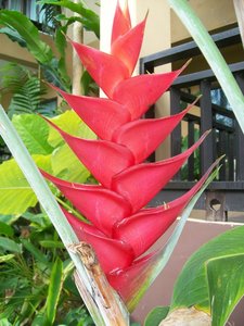 Thailand 2     April 2011 100.jpg