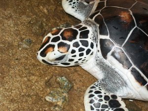 Thailand 3 April 2011 077.jpg