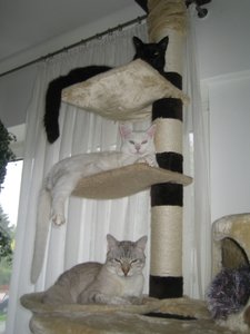 Kuschel etagenweisen 006.jpg