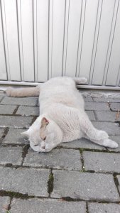 IMG_20190621_123721.jpg IMG_20190621_123721.jpg