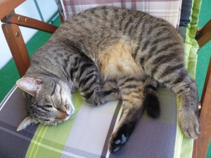 IMG_1322 (Small).JPG