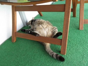 IMG_1325 (Small).JPG