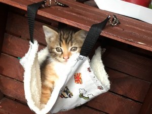 30704962_1234061590030769_5799174085552373760_n.jpg 30704962_1234061590030769_5799174085552373760_n.jpg