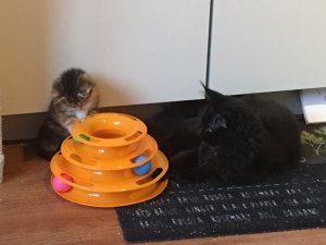 30726358_1234062623363999_5415480755507691520_n.jpg 30726358_1234062623363999_5415480755507691520_n.jpg