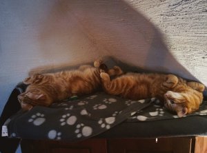 IMG_20190720_172015.jpg IMG_20190720_172015.jpg