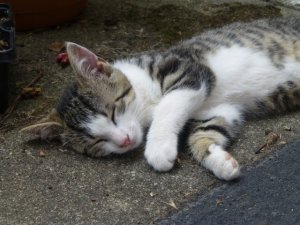 P1270755.JPG P1270755.JPG