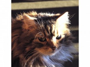 Kopie von Aimee_1ABild.jpg