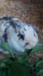 IMG_20190824_082533.jpg IMG_20190824_082533.jpg