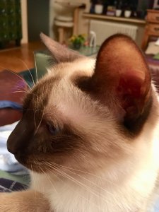 BF563246-6AA7-485D-97EF-41273DC461FB.jpeg BF563246-6AA7-485D-97EF-41273DC461FB.jpeg