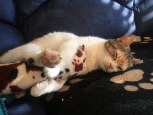 Linda, schlafend.JPG