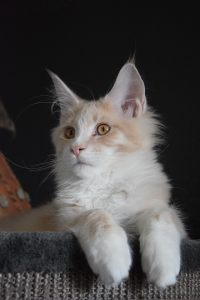 Monti_March (64).png