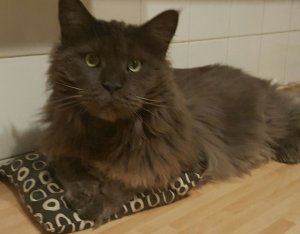 Sternenkater Blue 20.1.2007 -3.11.2018.jpg