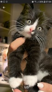 Screenshot_20191103-070440_eBay Kleinanzeigen.jpg