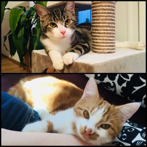 CBDB6868-0AB1-46F0-AD1A-0D8F2BD4D8EE.jpeg CBDB6868-0AB1-46F0-AD1A-0D8F2BD4D8EE.jpeg