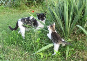 Check und Snooker 02.jpg