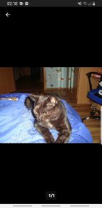 Screenshot_20191116-021831_eBay Kleinanzeigen.jpg