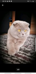 Screenshot_20191116-021839_eBay Kleinanzeigen.jpg