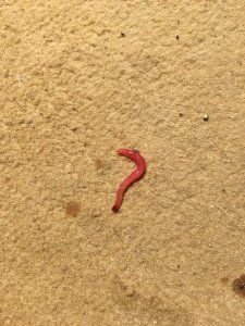 Wurm1.jpg