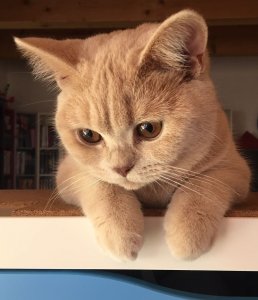 Lu Portrait Baby.jpg