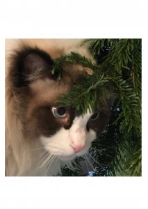 Experten Johnnie.jpg