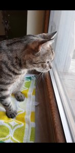 Screenshot_20200130-171434_Video Player.jpg