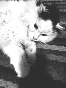 09A840B8-1B54-485B-ACFC-D6AF2077DE6A.JPEG 09A840B8-1B54-485B-ACFC-D6AF2077DE6A.JPEG