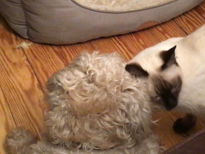 3C614AB6-C577-429C-8A6B-7FA16EE026D9.png 3C614AB6-C577-429C-8A6B-7FA16EE026D9.png