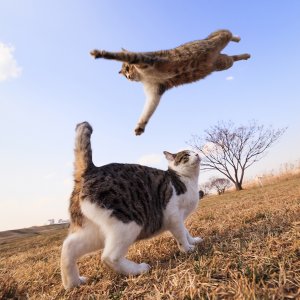funny-jumping-cats-41__880.jpg