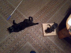 IMG_20200315_193838 (1).jpg